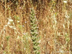 Echium boissieri
