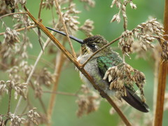 Lampornis viridipallens
