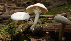 Clitocybe peralbida