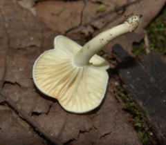 Clitocybe peralbida