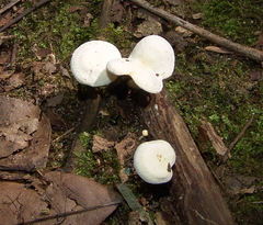 Clitocybe peralbida