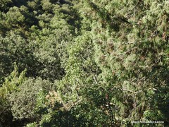 Pistacia terebinthus