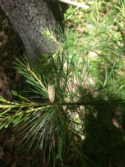 Halysidota tessellaris