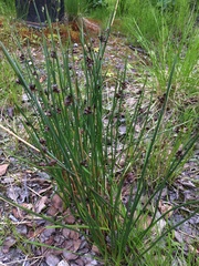 Juncus arcticus