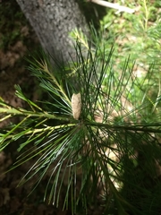 Halysidota tessellaris