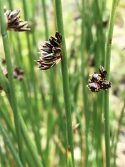 Juncus arcticus