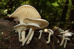 Clitocybe peralbida