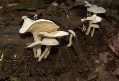 Clitocybe peralbida