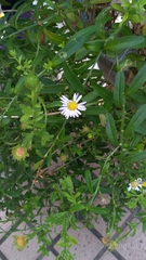 Aster oldhamii