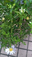 Aster oldhamii