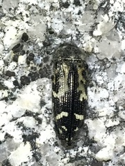 Acmaeodera