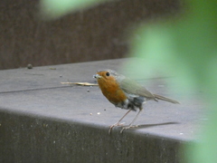 Erithacus rubecula