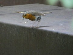 Erithacus rubecula