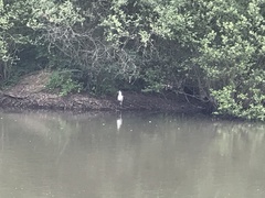 Ardea cinerea