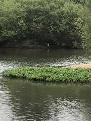 Ardea cinerea