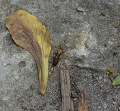 Forficula smyrnensis