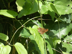 Polygonia c-album