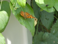 Polygonia c-album