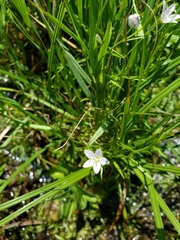 Campanula aparinoides