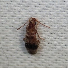 Notoxus calcaratus