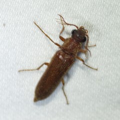 Octinodes