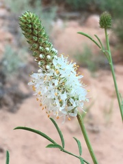 Dalea candida oligophylla