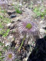 Pulsatilla dahurica