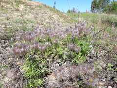 Pulsatilla dahurica