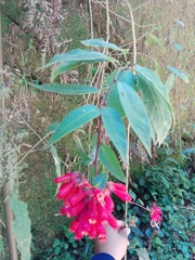 Cestrum fasciculatum