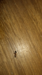Formicinae