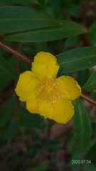 Hypericum subalatum