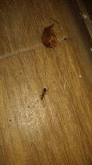 Formicinae
