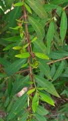 Hypericum subalatum