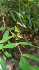 Hypericum subalatum