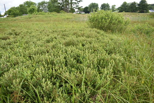 Myrica gale iNat (1)