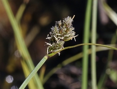 Carex athrostachya