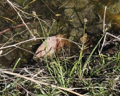 Carex athrostachya