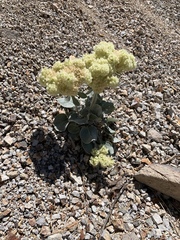 Eriogonum robustum