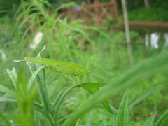 Phaneroptera falcata