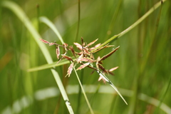 Cyperus intactus