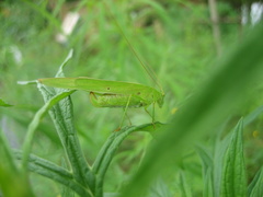 Phaneroptera falcata