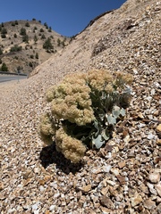 Eriogonum robustum
