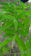 Callicarpa pilosissima