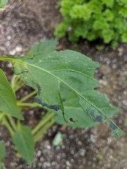 Insecta