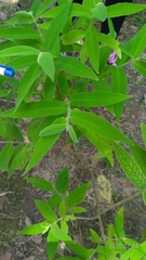Callicarpa pilosissima
