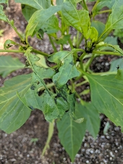 Insecta