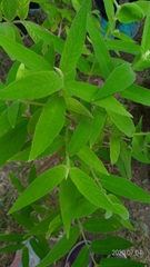 Callicarpa pilosissima