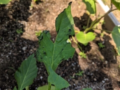 Insecta