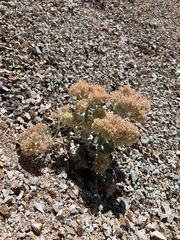 Eriogonum robustum
