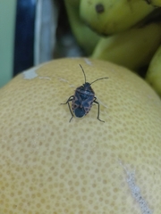 Eurydema ventralis